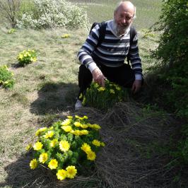 Adonis à Charrat Valais - 2017  © Michel Jourdan