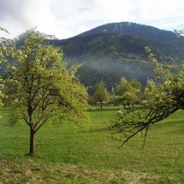 Pommiers en fleurs - 2009 © Michel Jourdan