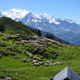 Troupeaux à Pormenaz 2016 - © Michel Jourdan